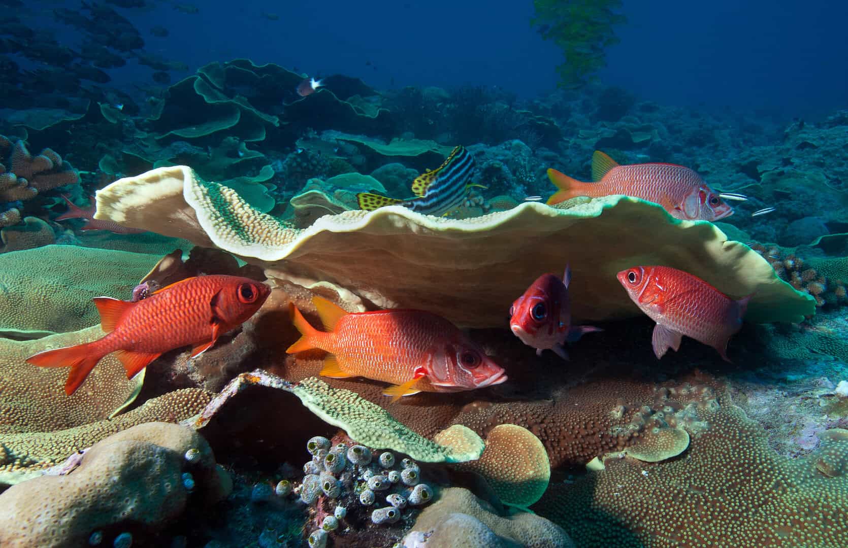 L’isola di Palau, Micronesia: il ‌paradiso dei subacquei