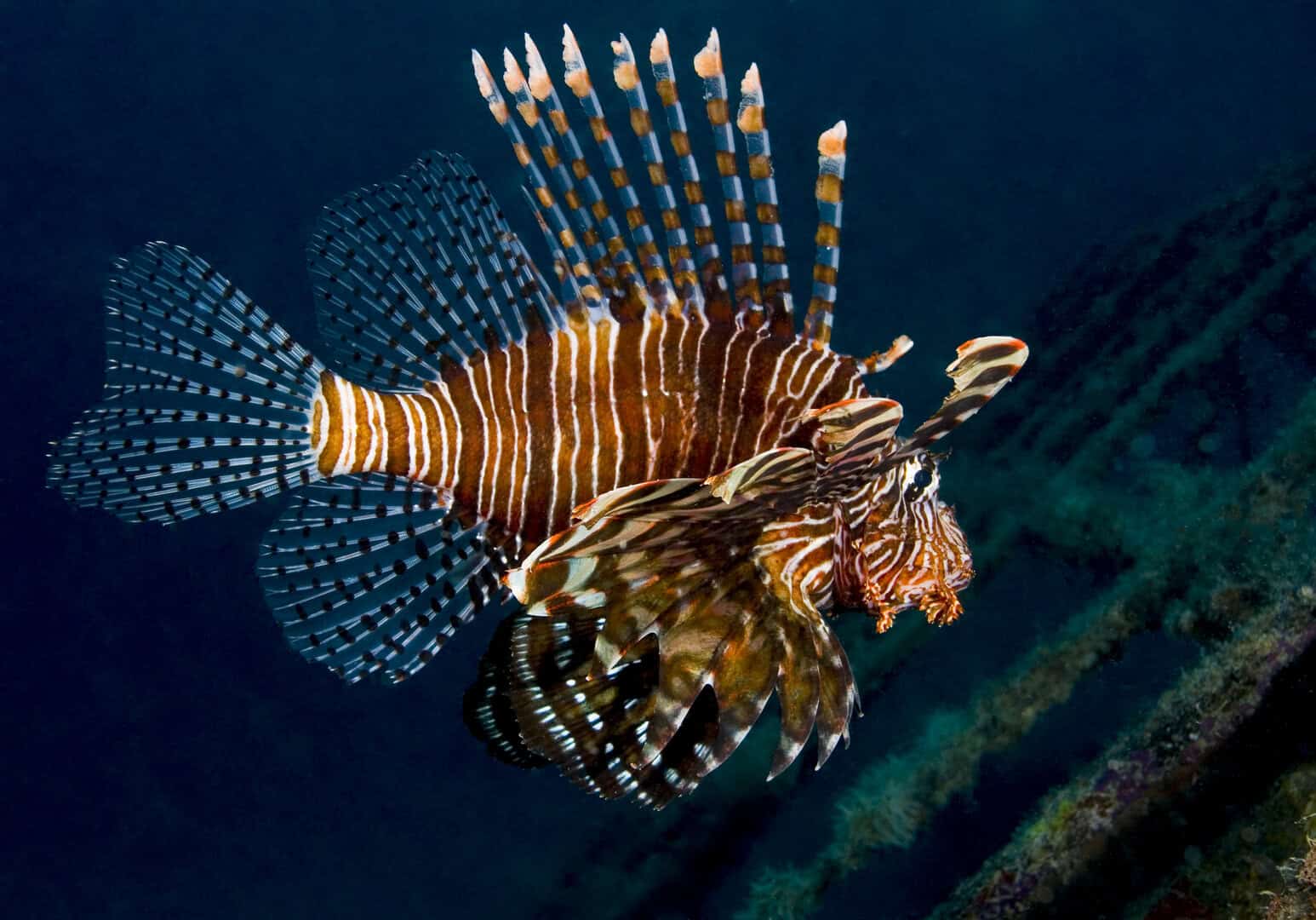 pesce leone