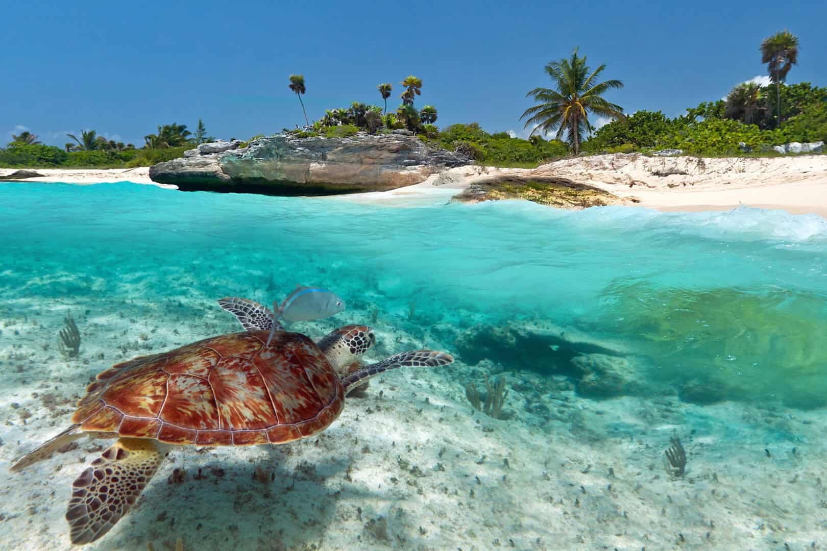 Scoprire Playa del Carmen: il gioiello caraibico del Messico