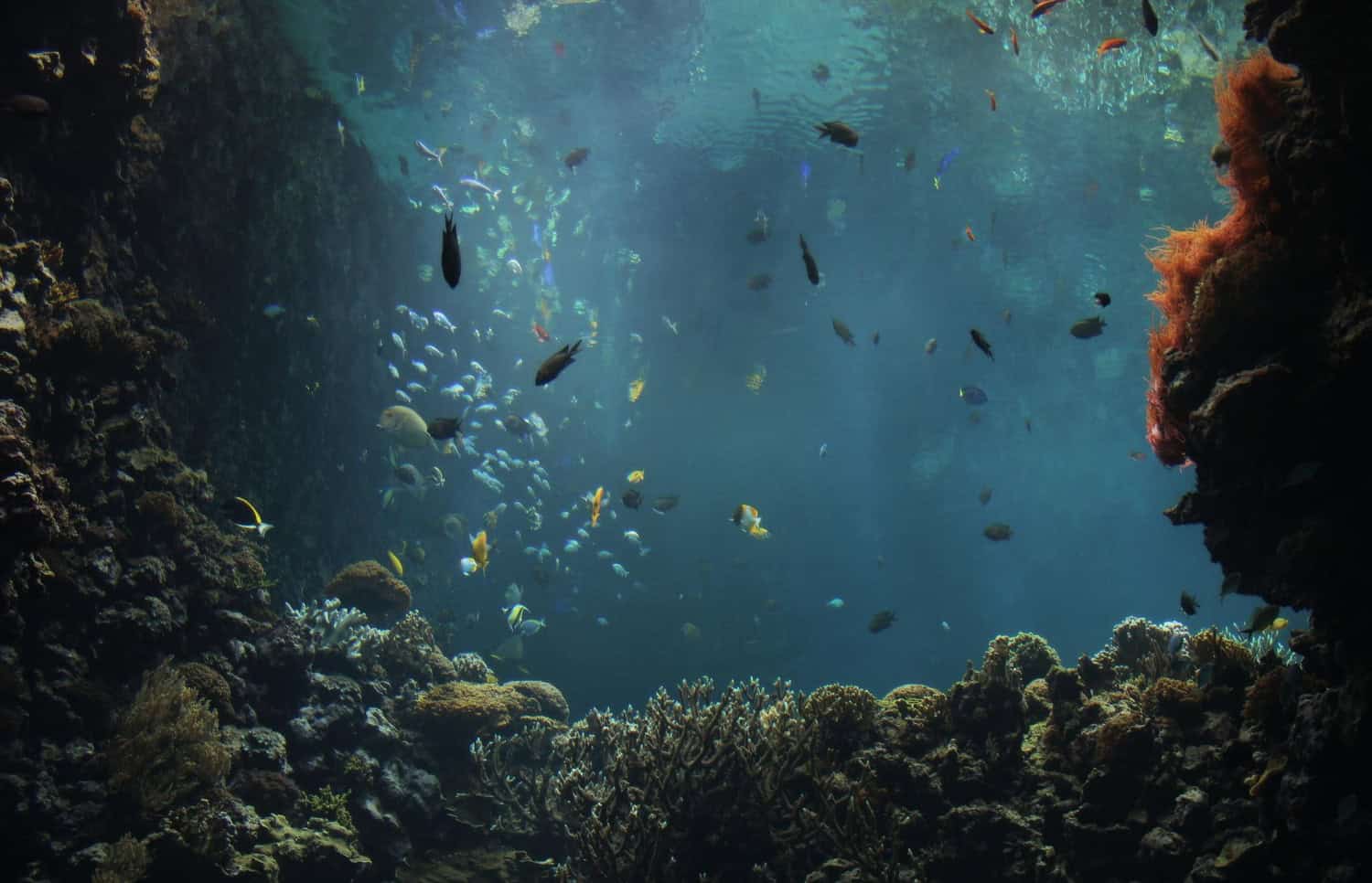 L’intelligenza artificiale può svelare i segreti degli oceani?