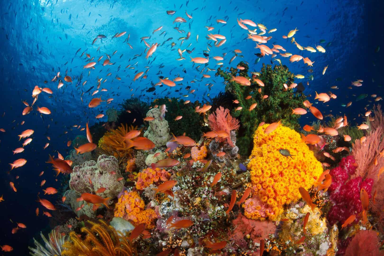 raja ampat fondali marini