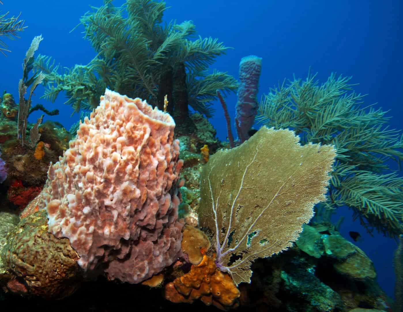 Roatán, Honduras: un paradiso subacqueo nei Caraibi