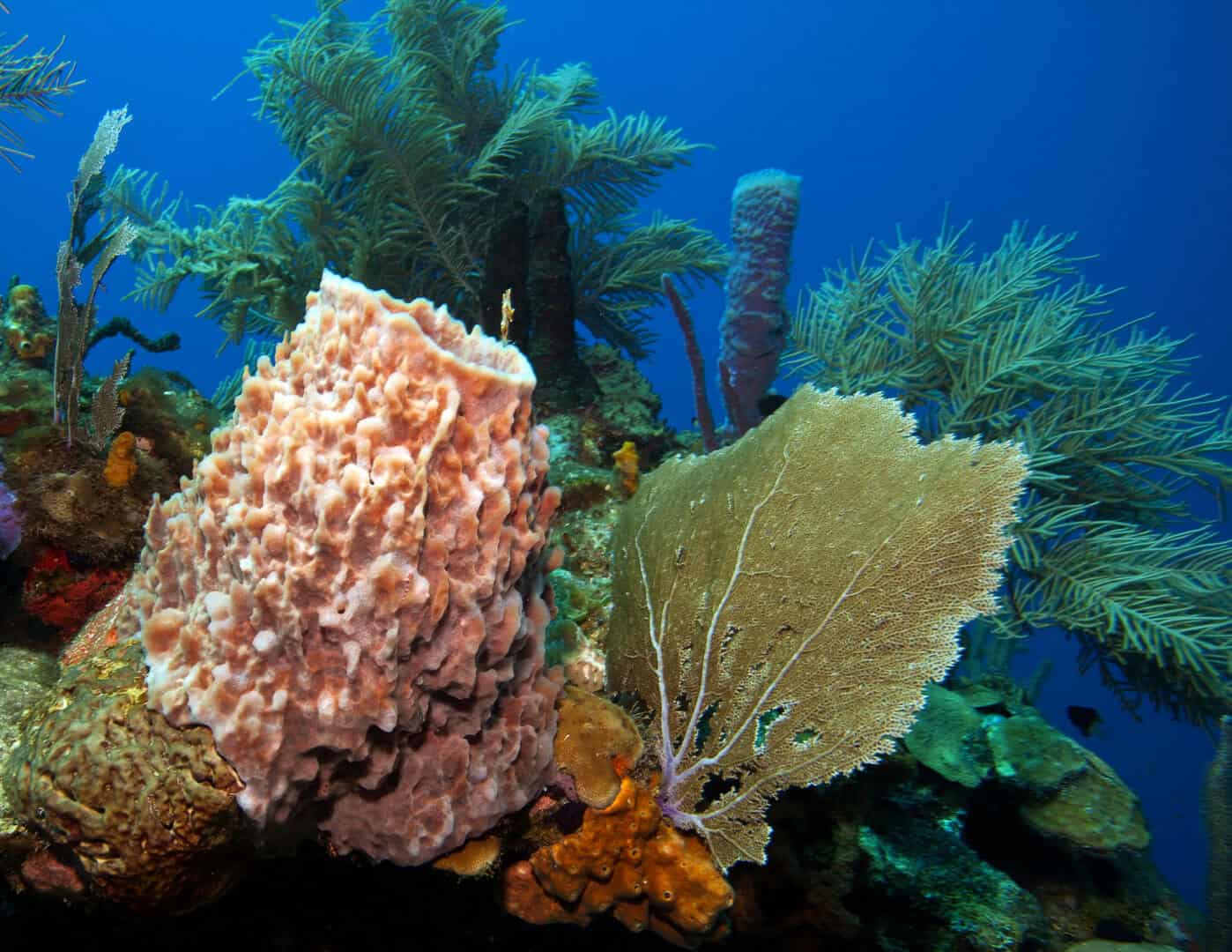 roatan coralli
