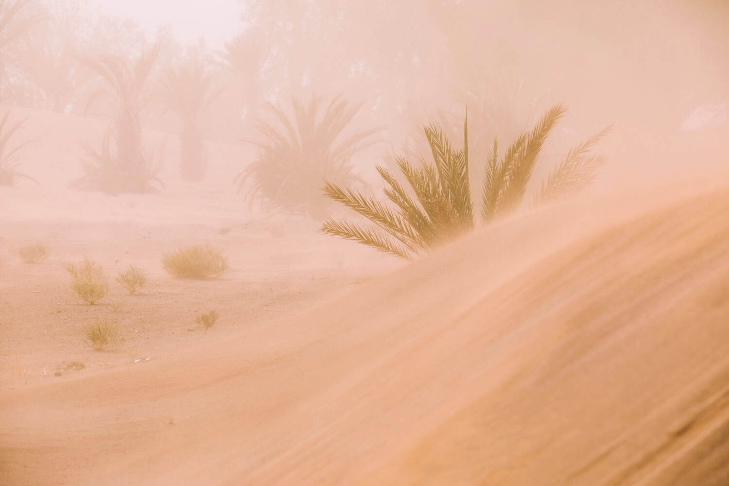 sabbia del sahara