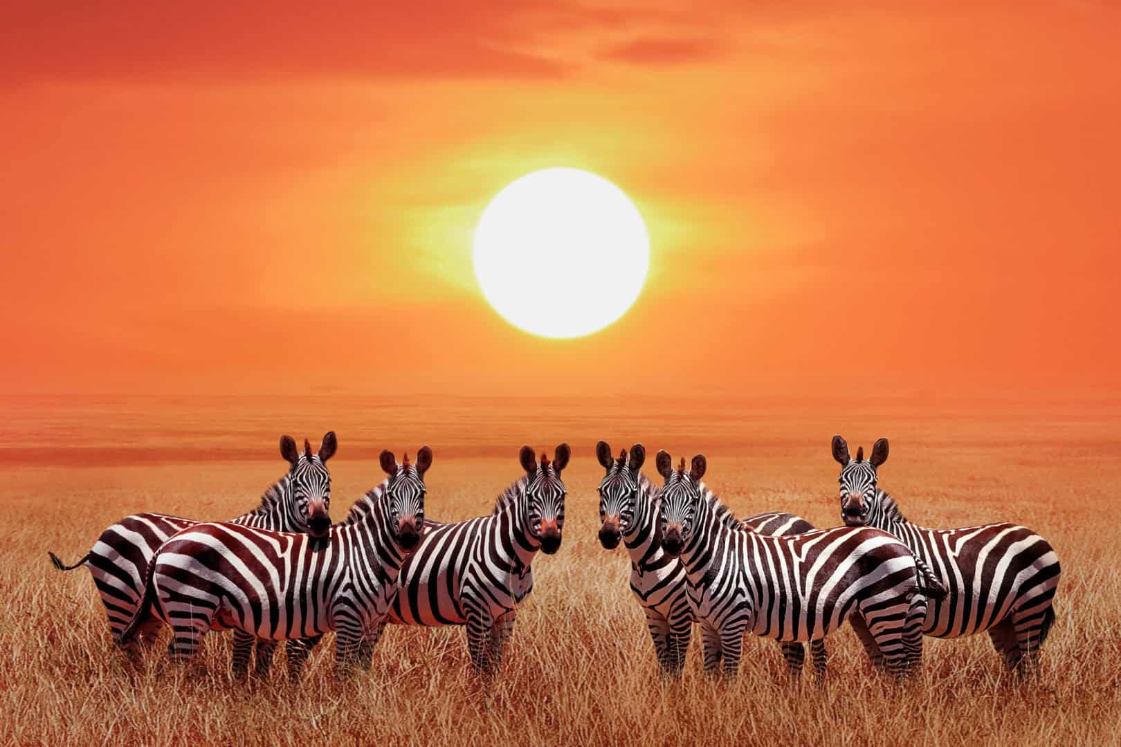 Il Parco Nazionale Serengeti in Tanzania: una delle più grandi meraviglie naturali al mondo