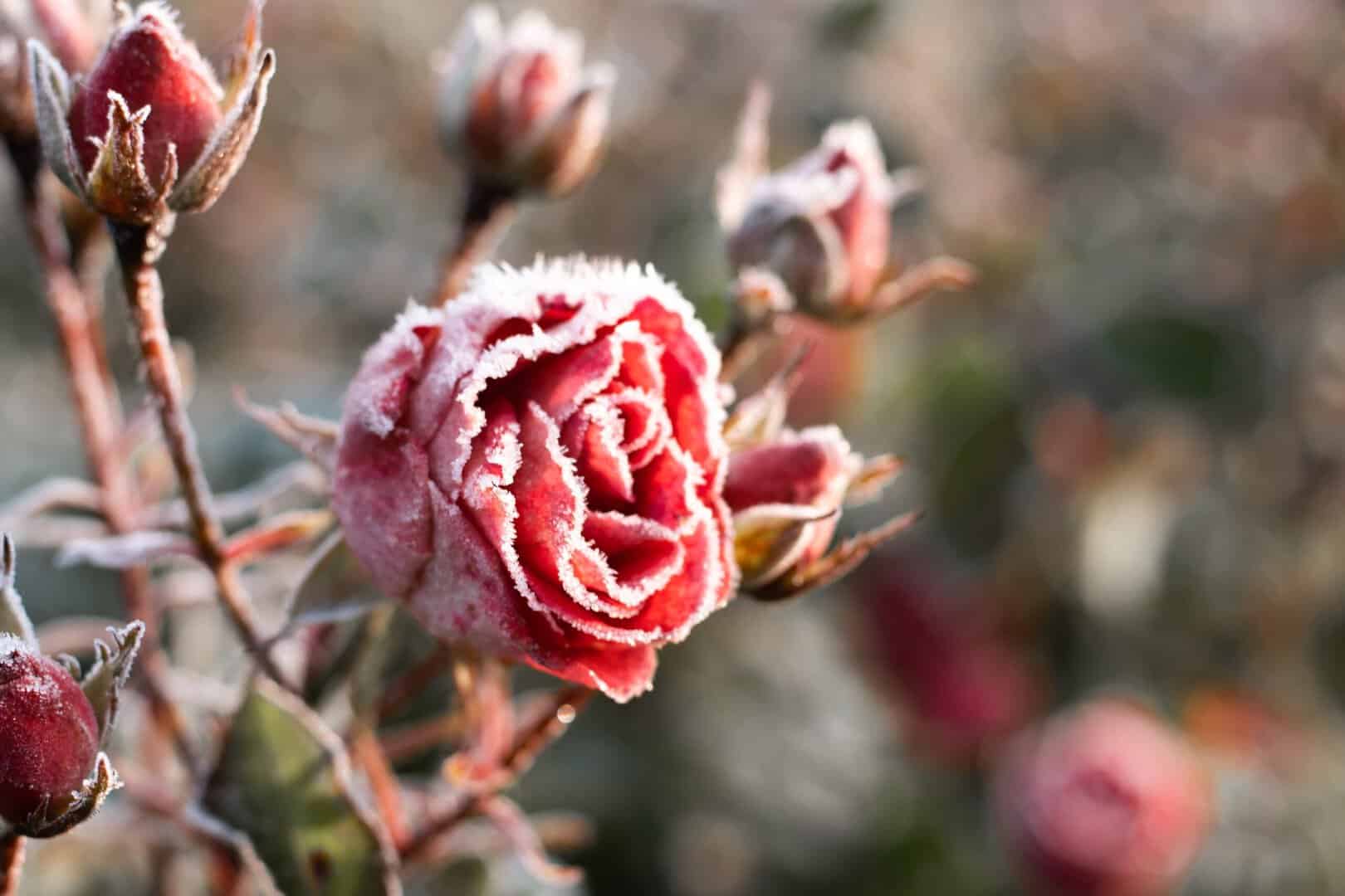 Meteo, cattive gelate tardive in piena Primavera