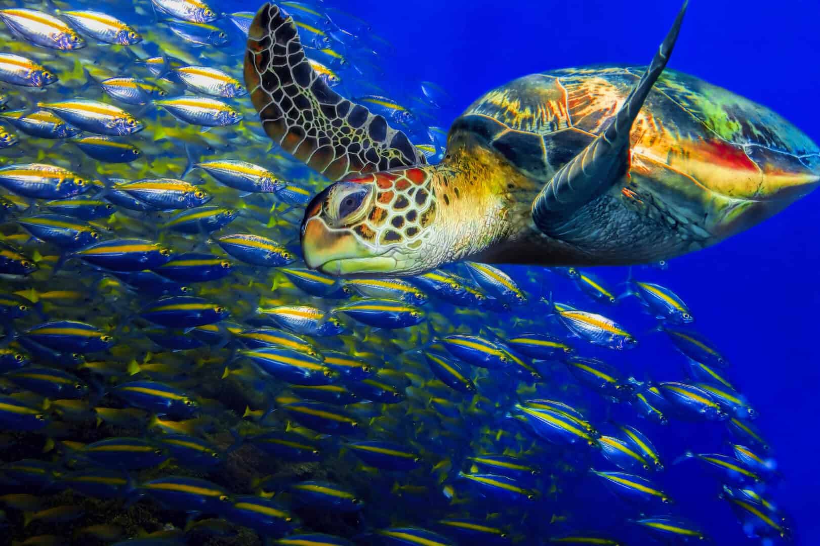 Sipadan, Malesia: un paradiso sommerso