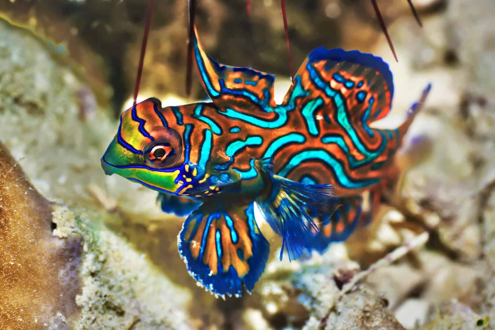 sipadan snorkeling