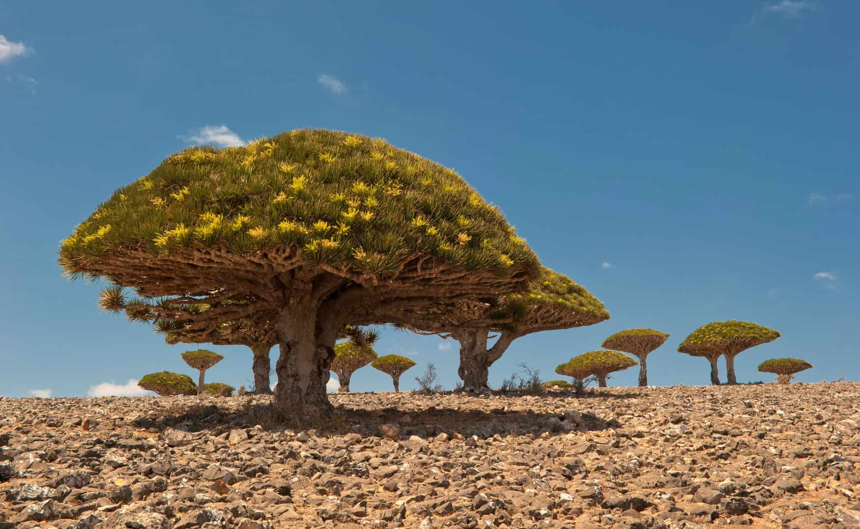 socotra albero fiorito