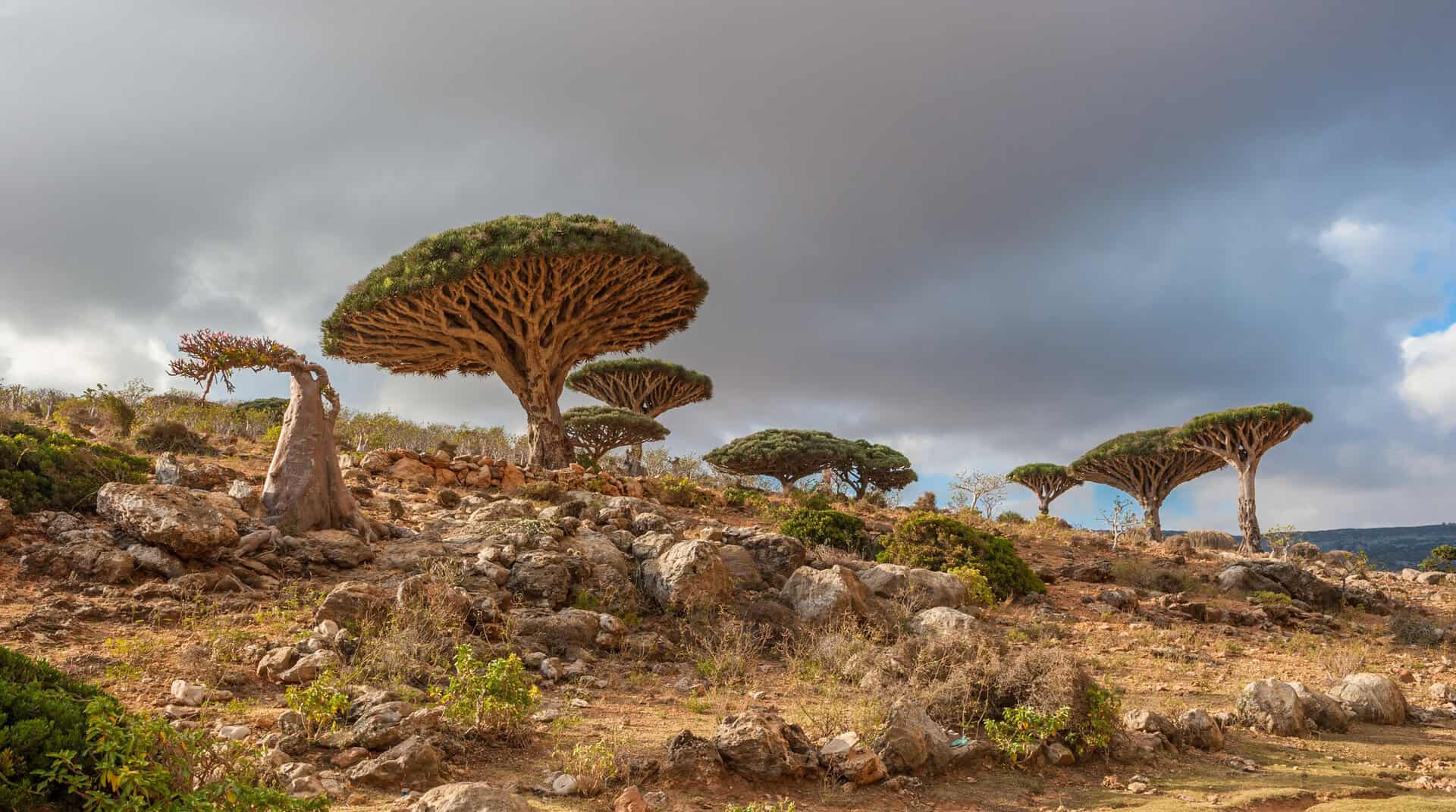 socotra meraviglie segrete