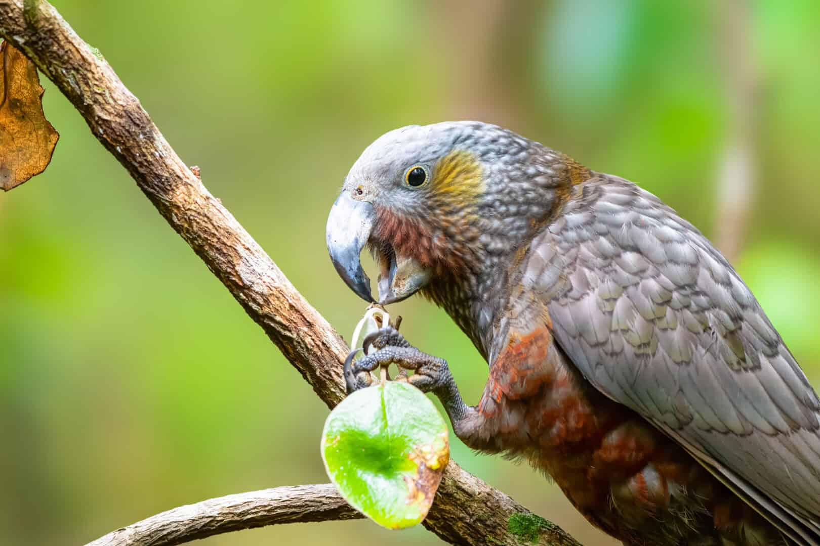 Stewart Island, Nuova Zelanda: un santuario incontaminato per la fauna selvatica