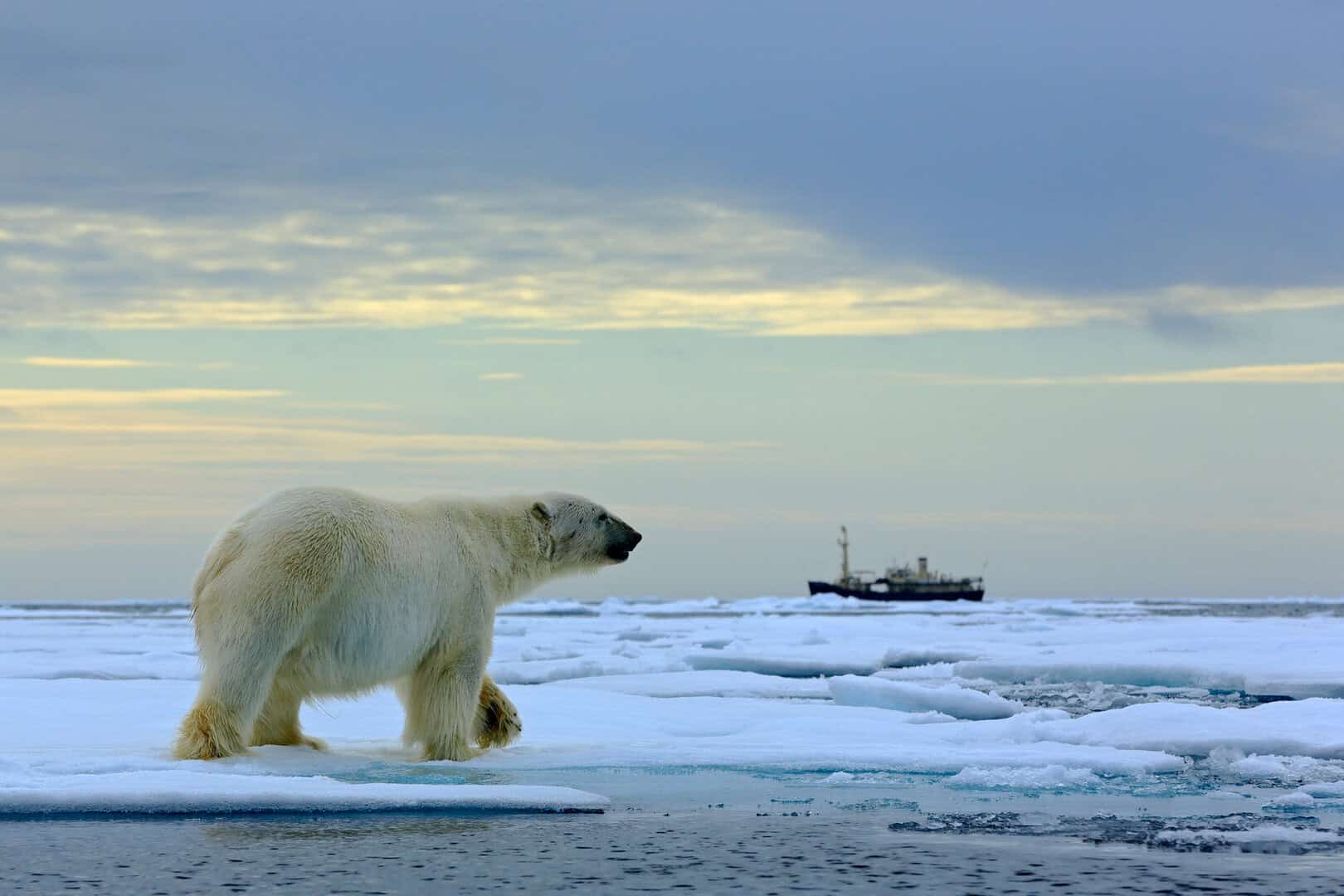 svalbard orso polare