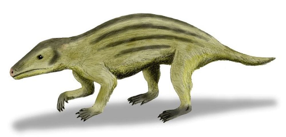 Risolto il puzzle evolutivo? Nuove specie sfidano le teorie sull’origine dei mammiferi