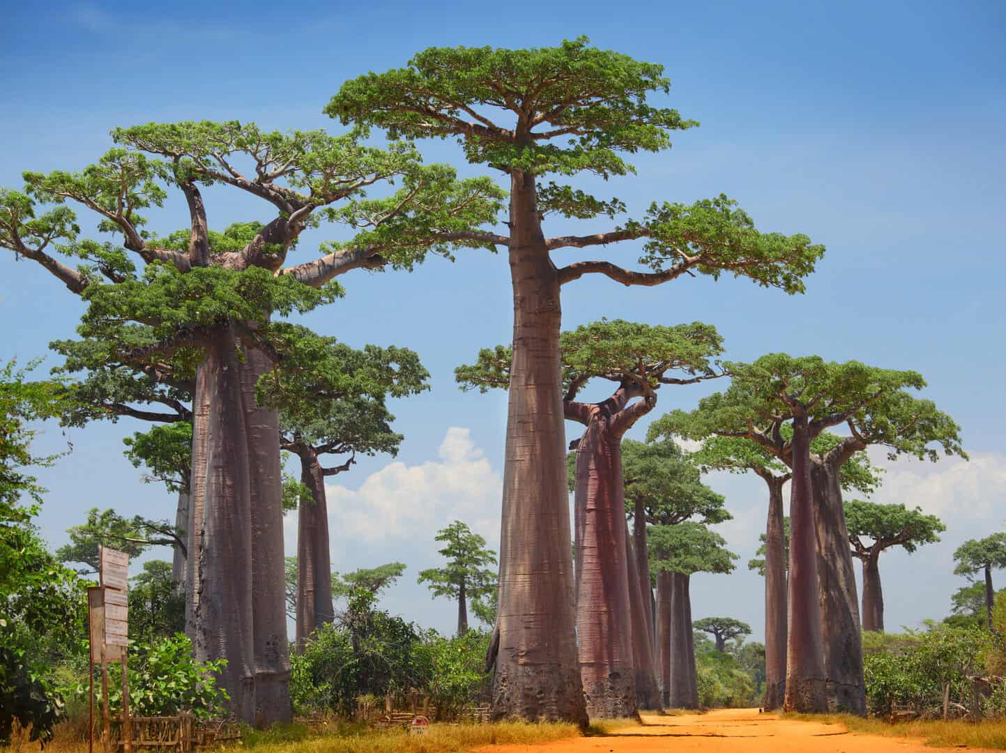 Come i baobab si sono diffusi globalmente partendo dal Madagascar