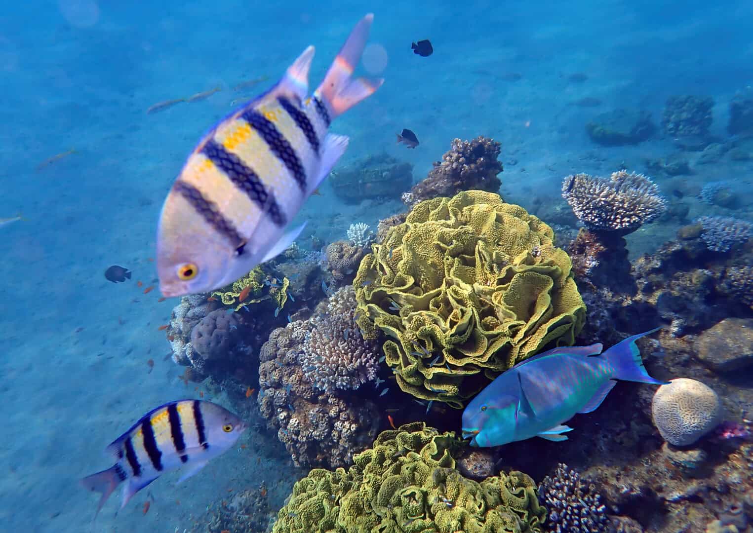 Impatto del riscaldamento globale sull’ecosistema marino: analisi delle conseguenze
