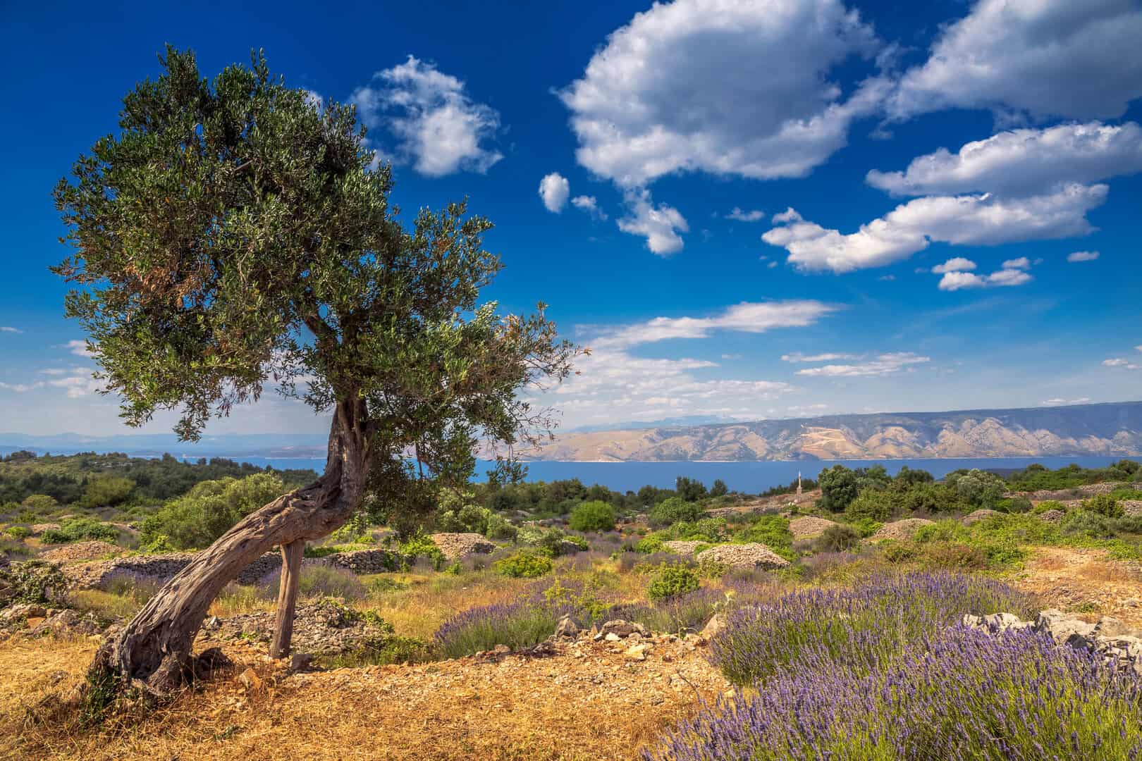 Viaggio in Croazia: alla scoperta degli incantevoli paesaggi di Hvar