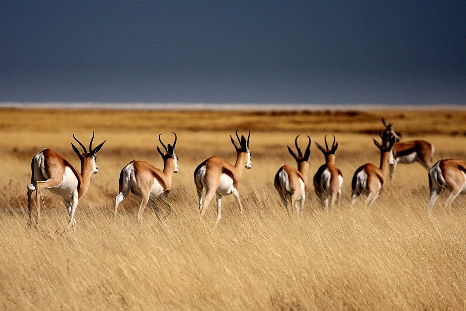 I cinque parchi nazionali più affascinanti del mondo per osservare animali selvatici unici