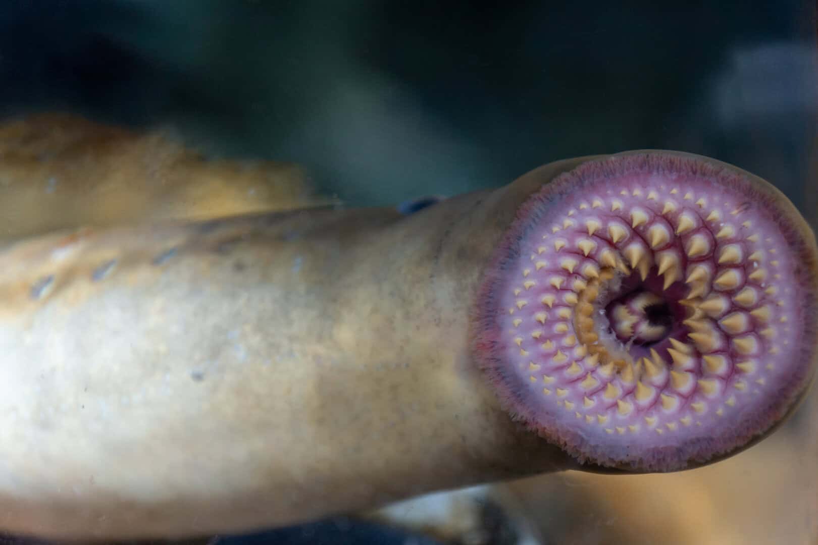 Una insolita e minacciata specie di pesce antico trovata molto fuori dal suo habitat