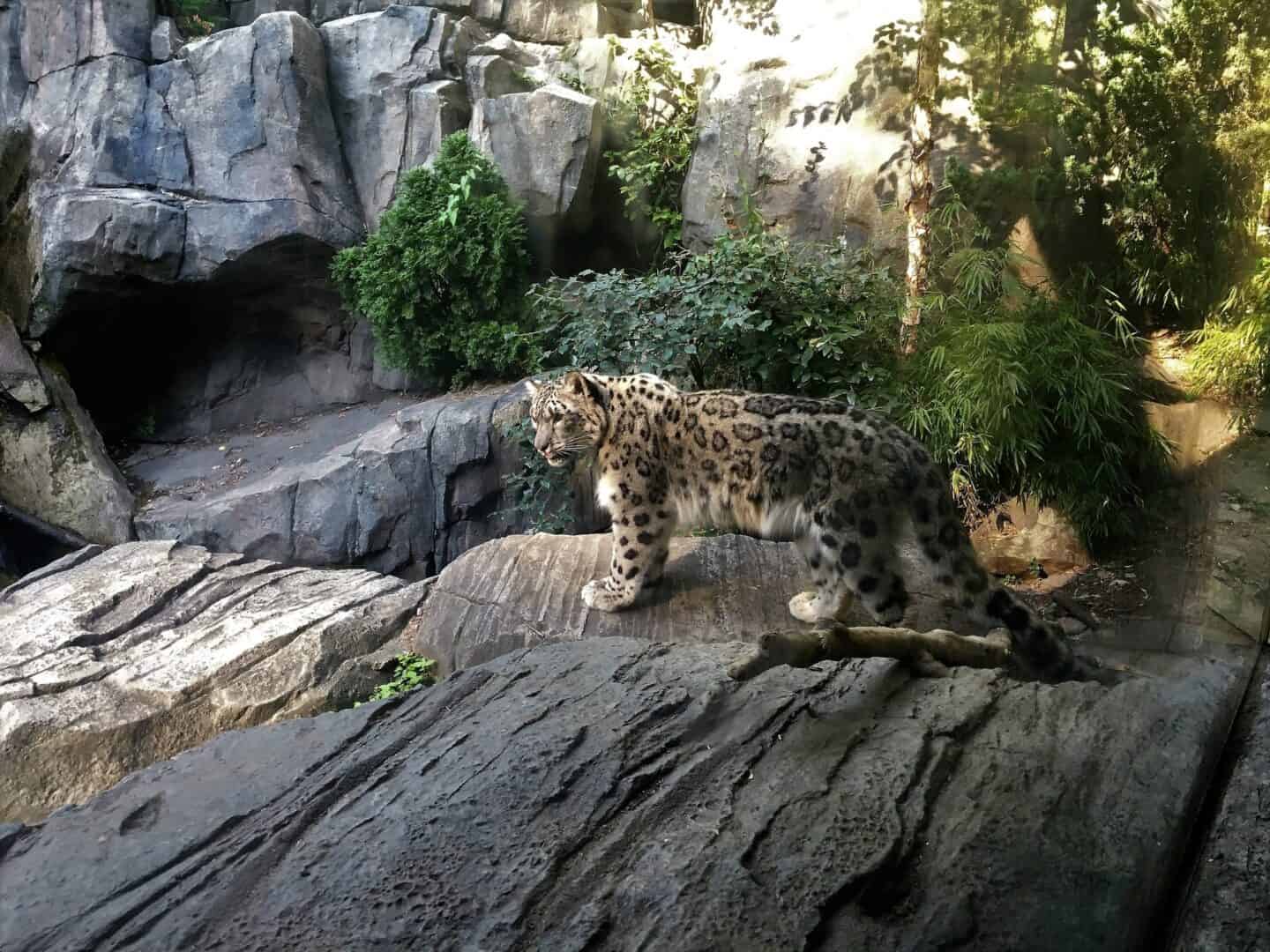 Viaggio a New York: il Bronx Zoo, un'imperdibile destinazione turistica della Grande Mela