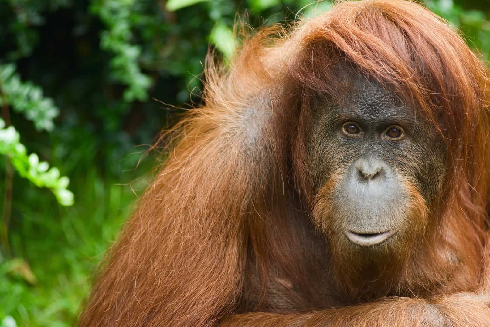 orangutan sumatra