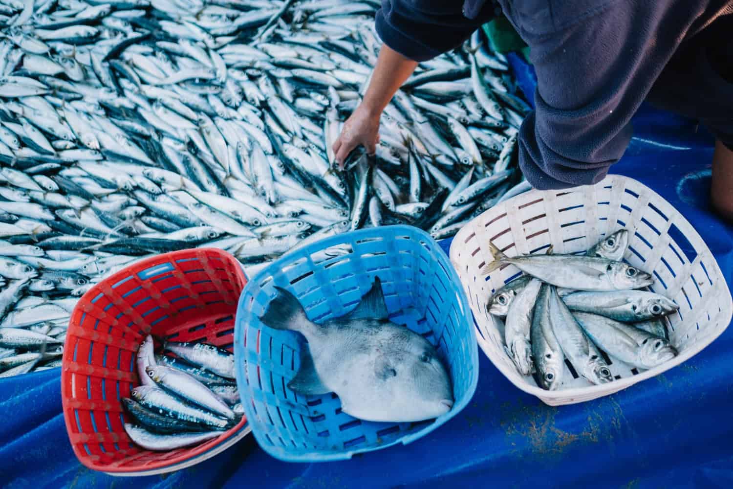 Preservazione degli ecosistemi marini: strategie di gestione delle risorse ittiche 11 Preservazione degli ecosistemi marini: strategie di gestione delle risorse ittiche