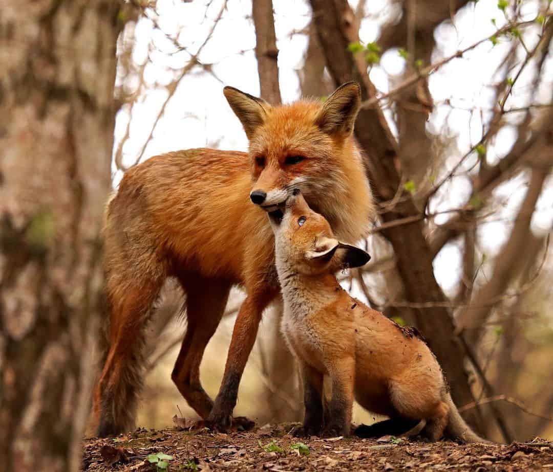 Amore è. Foto rubate ad una mamma volpe con il suo piccolo