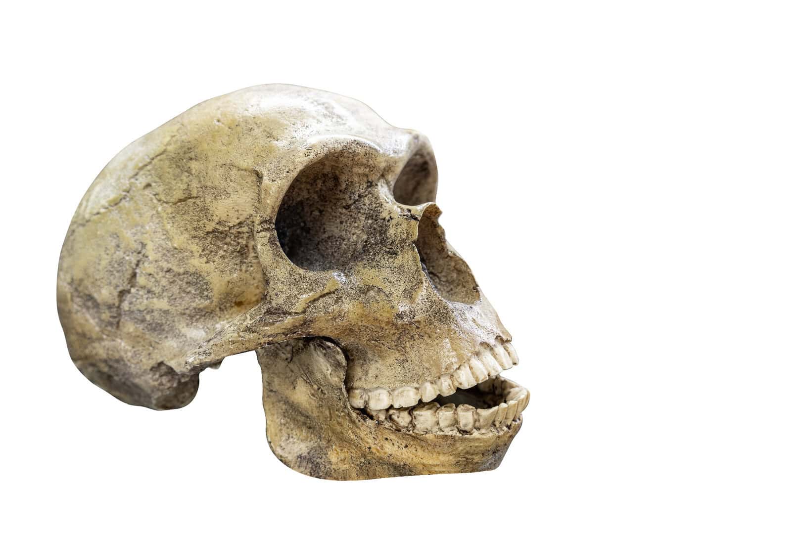 Scoperta di virus umani in antichissime ossa neandertaliane