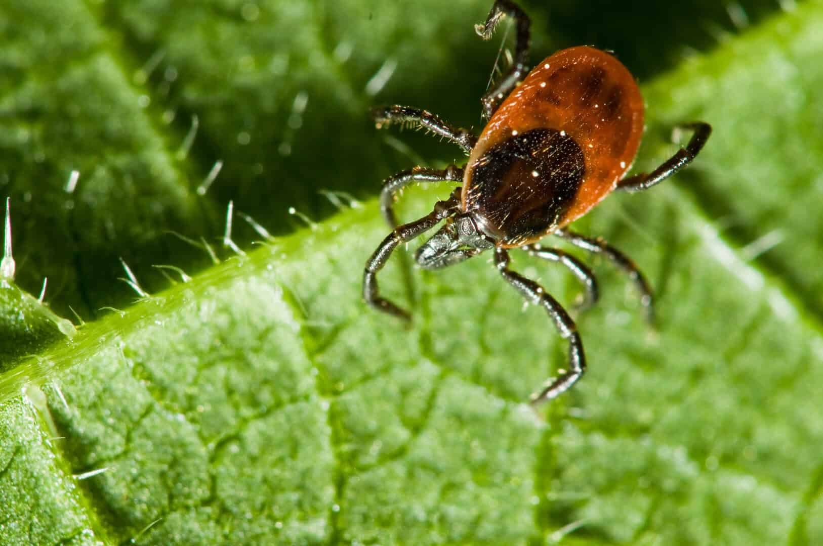 La proliferazione delle zecche in Europa: si incremantano i casi di malattia di Lyme