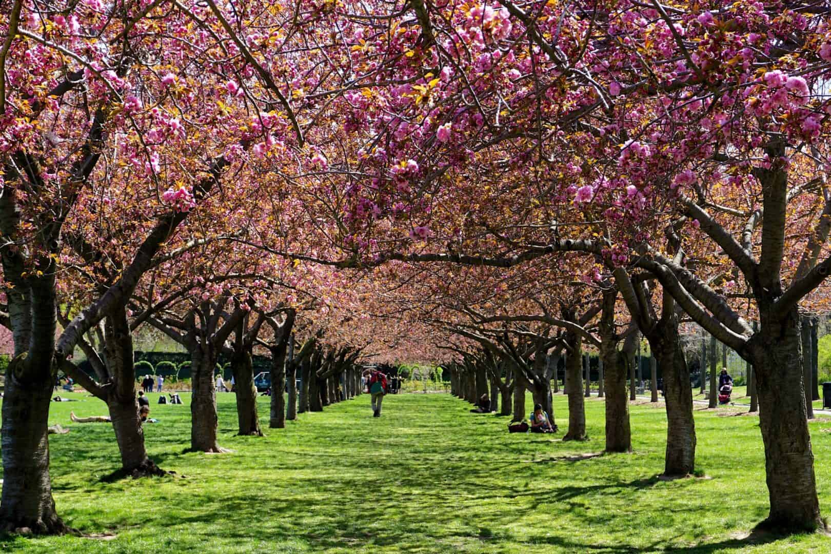 Viaggio a New York: il sorprendente Brooklyn Botanic Garden, un'oasi di tranquillità nella più frenetica delle metropoli