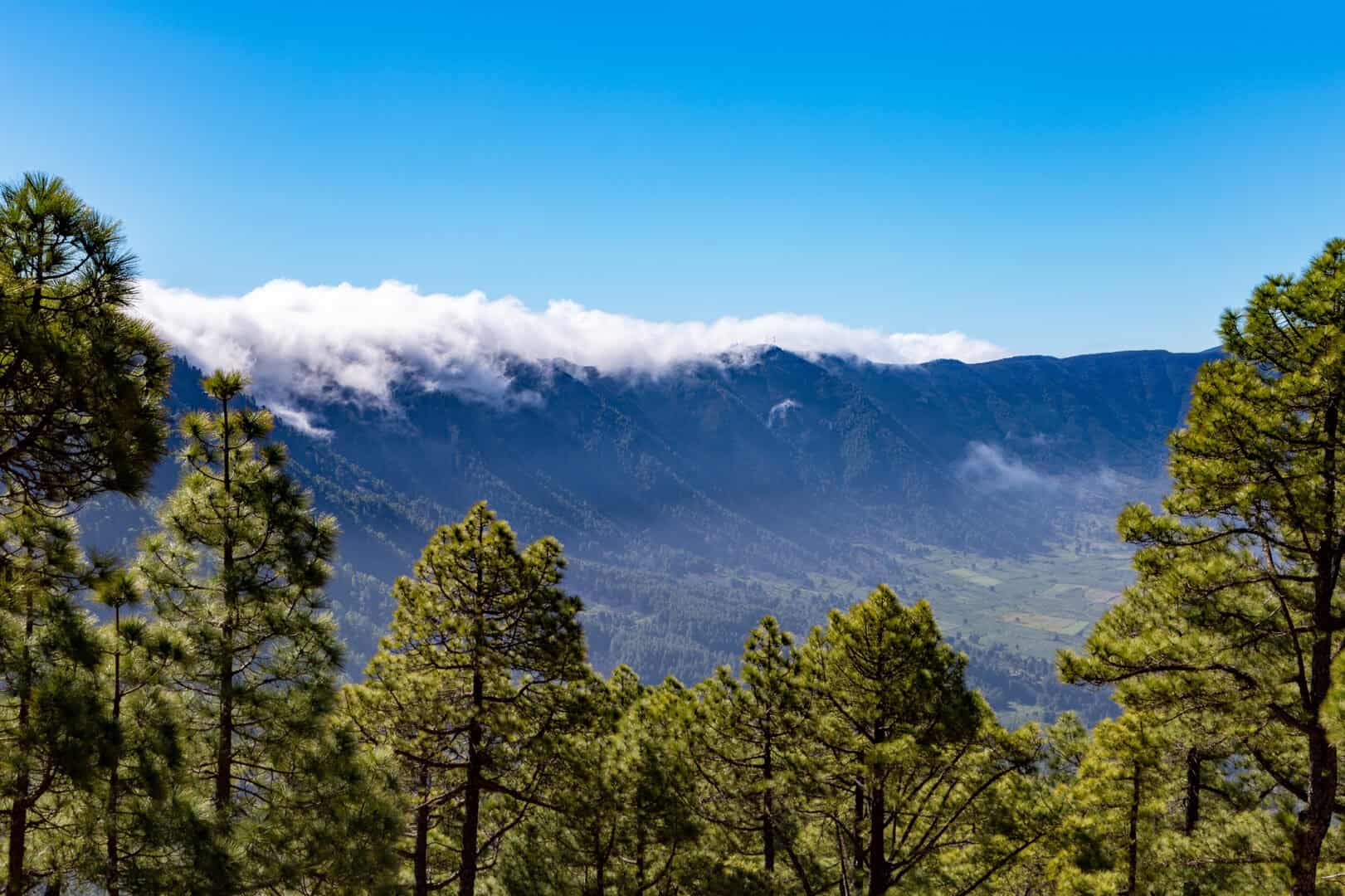 Viaggio alle Canarie alla scoperta della eccezionale biodiversità di La palma