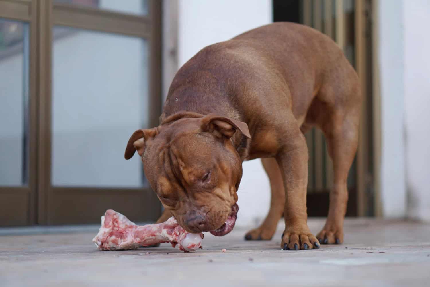 Dovresti davvero dare carne cruda al tuo cane? Faresti meglio a essere prudente