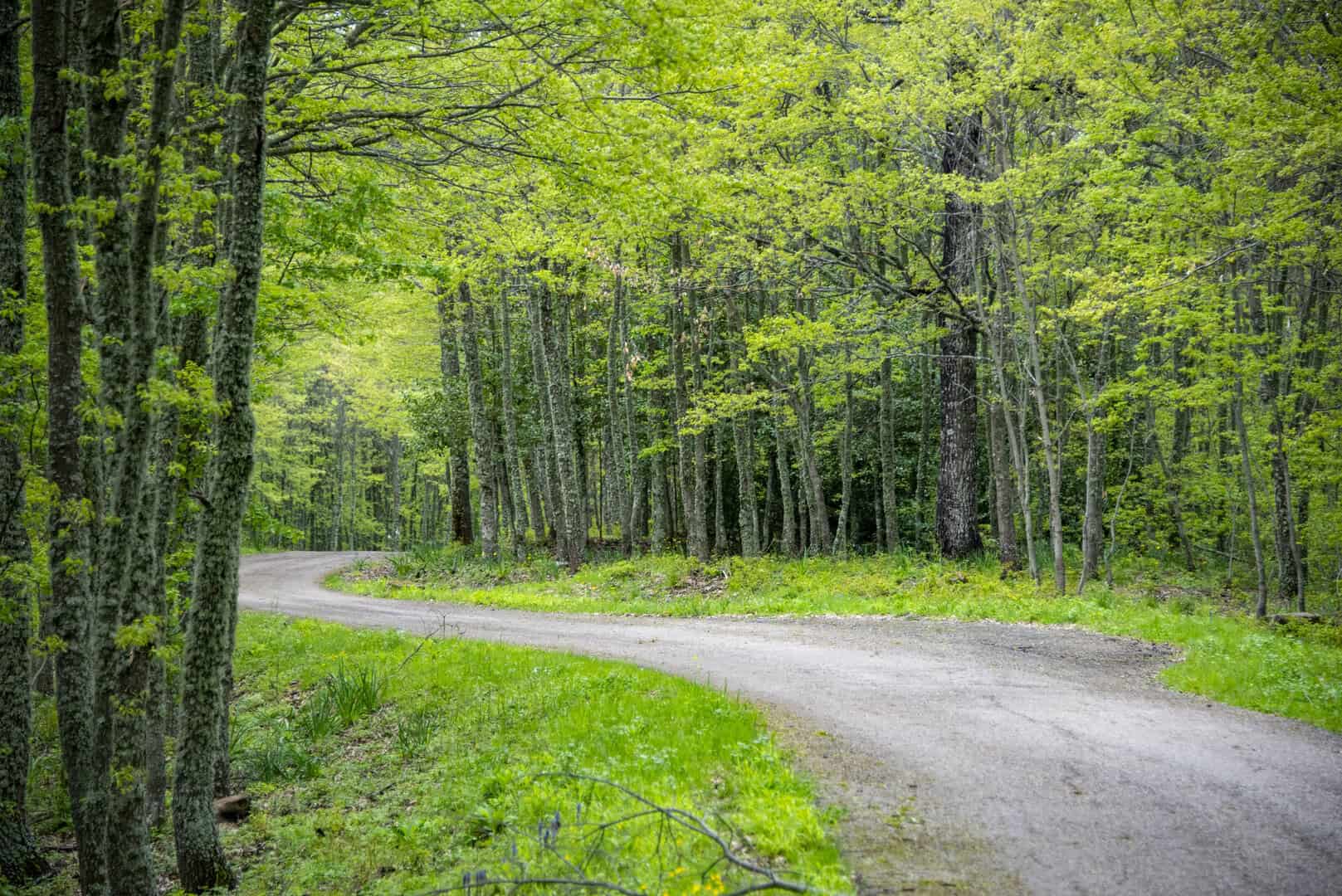 Turismo in Basilicata. Alla scoperta della foresta di Gallipoli Cognato