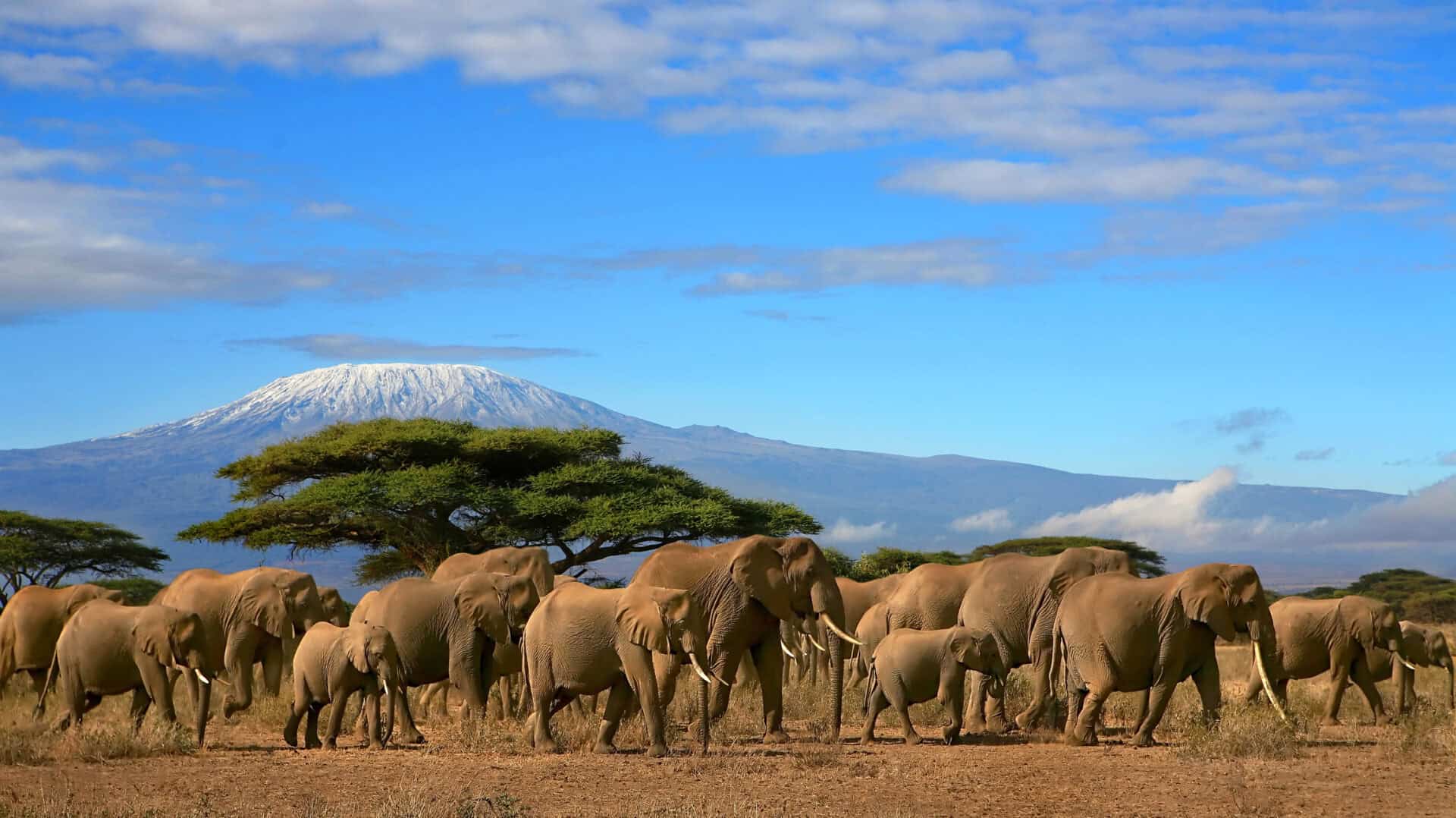 Proprio come gli umani! Gli elefanti africani si chiamano per nome