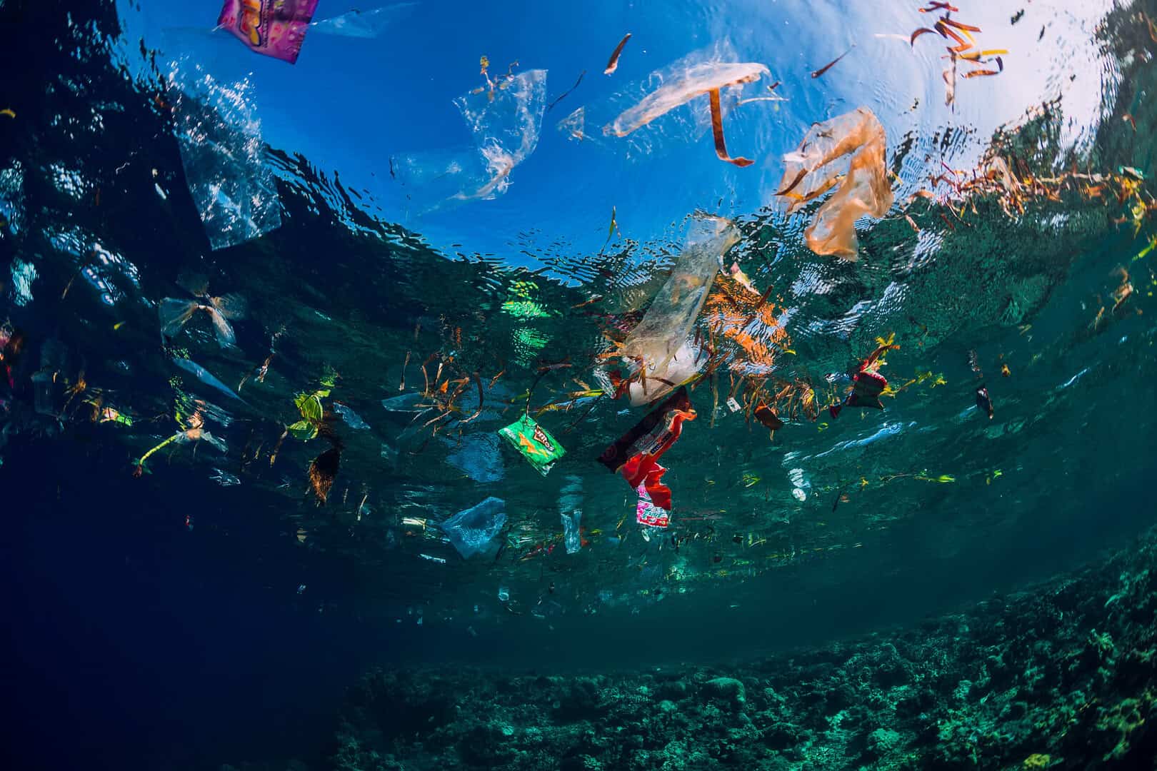 Scoperto un fungo marino mangia plastica: potrebbe essere lo spazzino degli oceani 44 Scoperto un fungo marino mangia plastica: potrebbe essere lo spazzino degli oceani