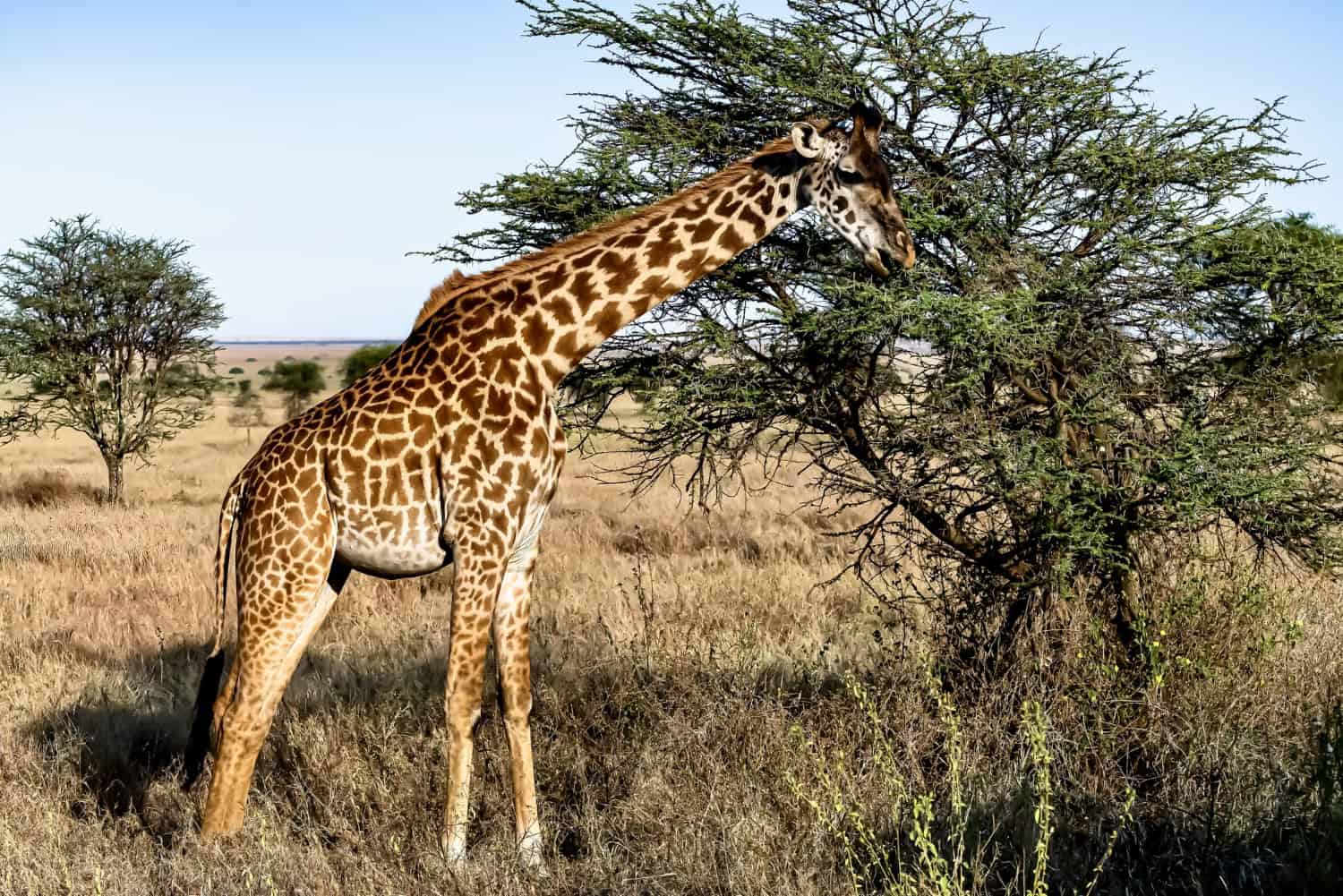 Darwin aveva ragione: ecco perché le giraffe hanno allungato il collo