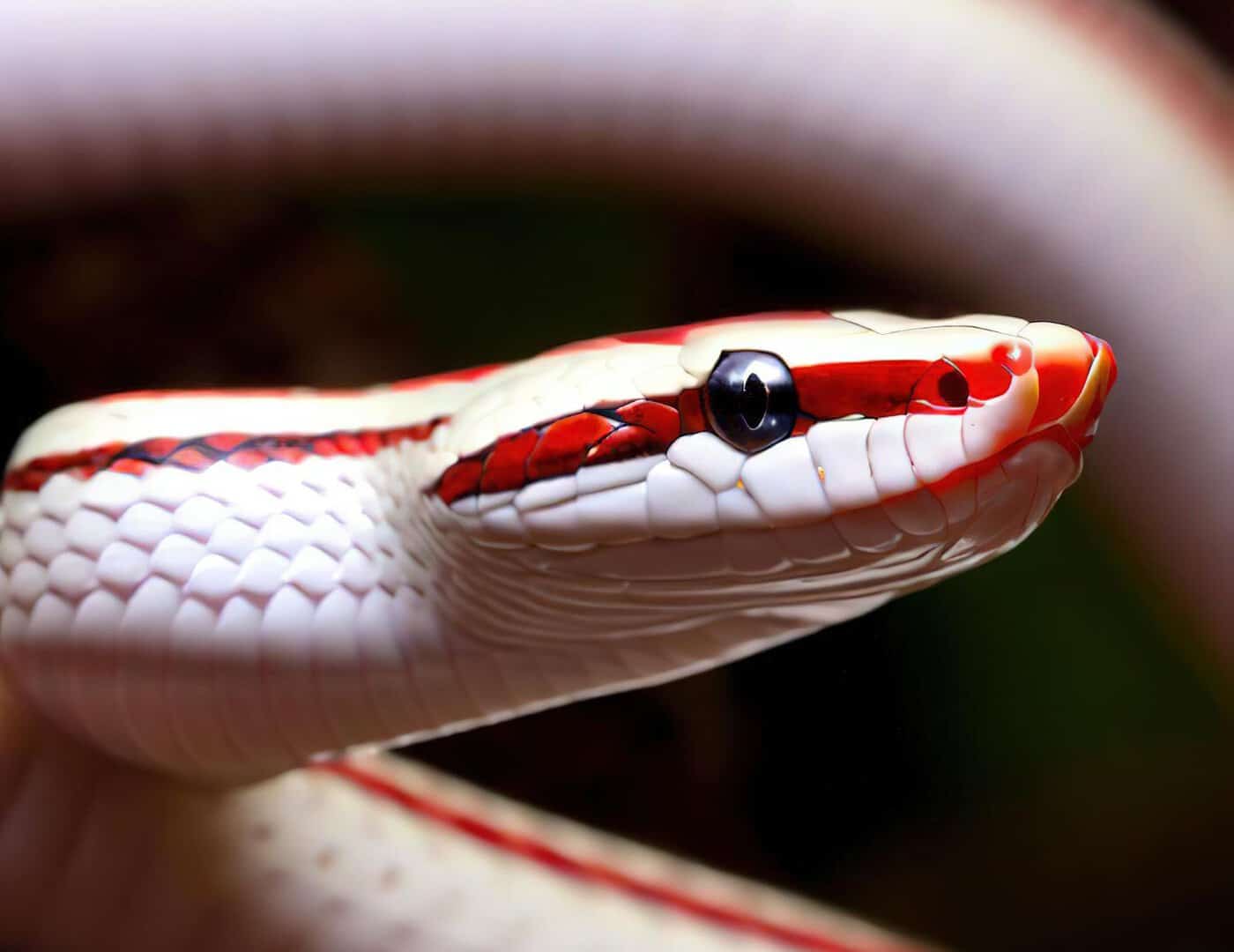 Sorprendente scoperta di una nuova specie di serpente in Arabia Saudita