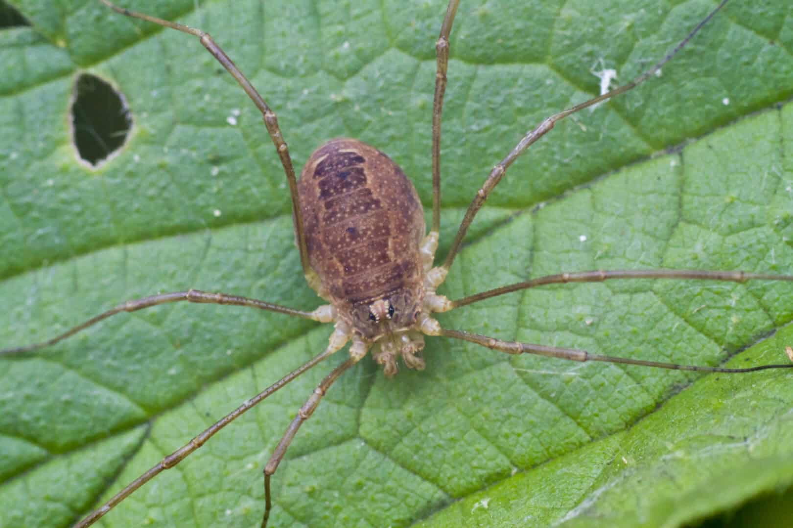 Scoperto il nonno dei daddy longlegs di 48 milioni di anni fa
