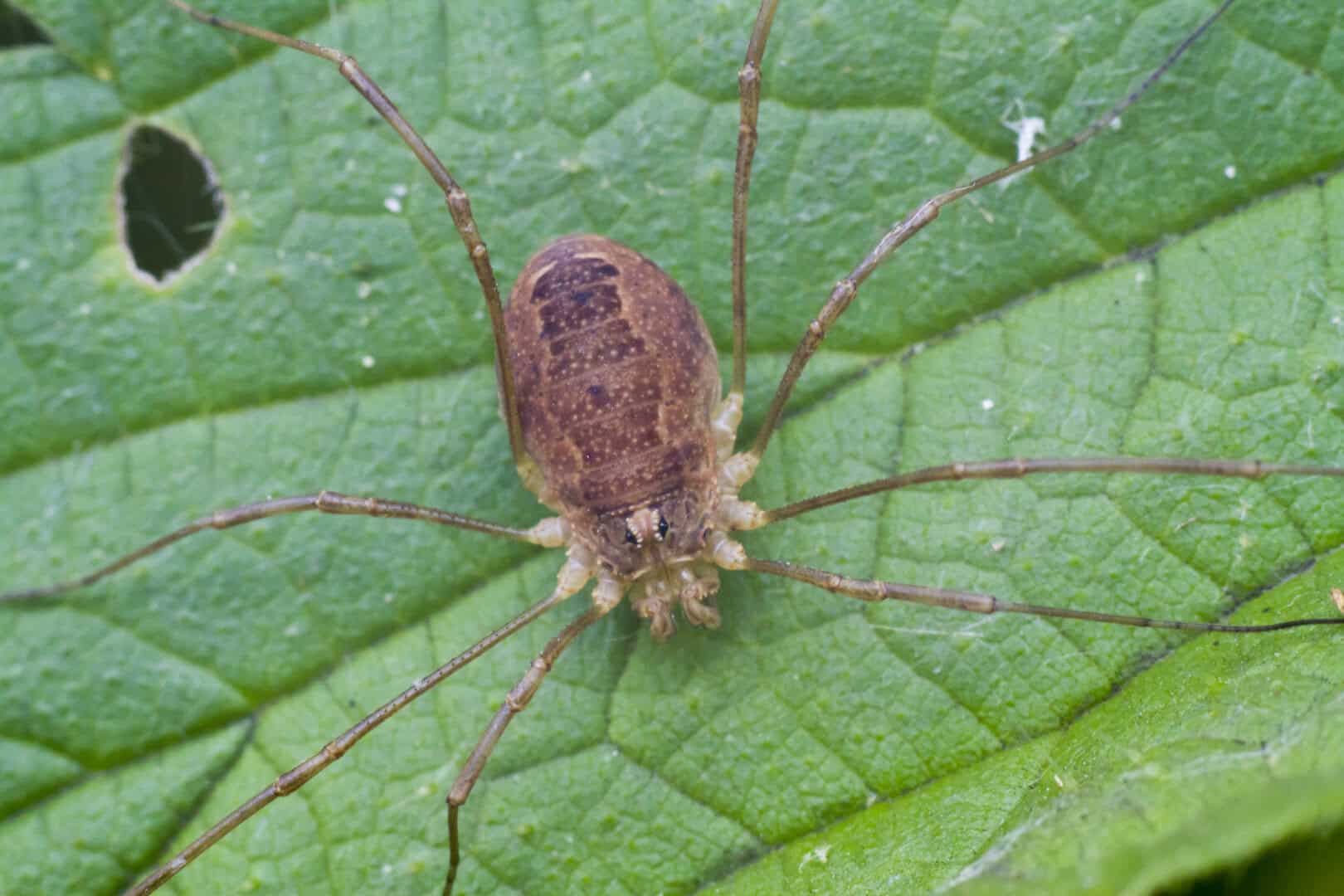 Scoperto il nonno dei daddy longlegs di 48 milioni di anni fa