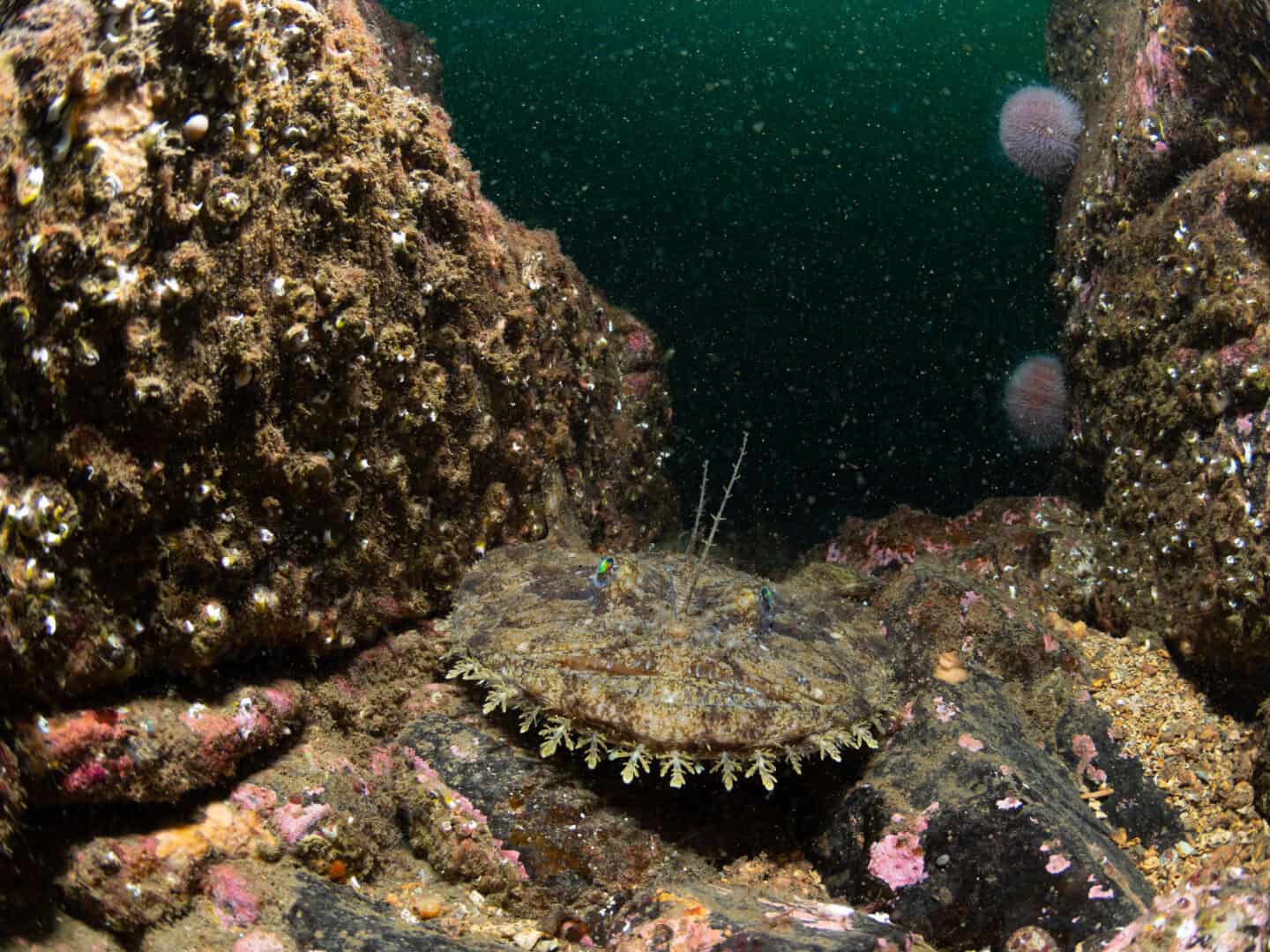 Parassitismo sessuale: la strategia del pesce pescatore per conquistare il mare profondo nonostante il riscaldamento globale