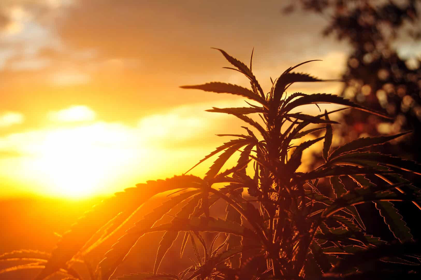 pianta di cannabis dolore cronico