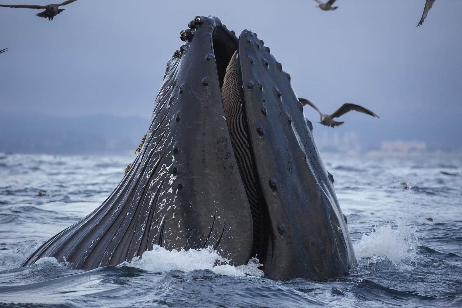Le balene megattere e la lotta per il cibo in un mondo che si riscalda 35 Le balene megattere e la lotta per il cibo in un mondo che si riscalda