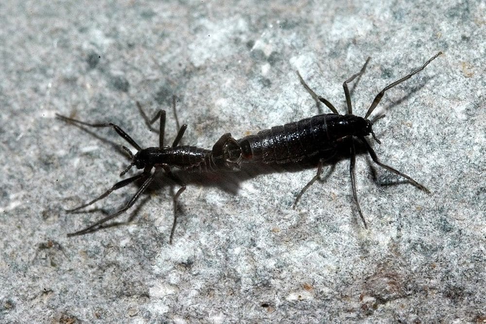 L’animale terrestre più grande dell’Antartide? È più piccolo di un pisello