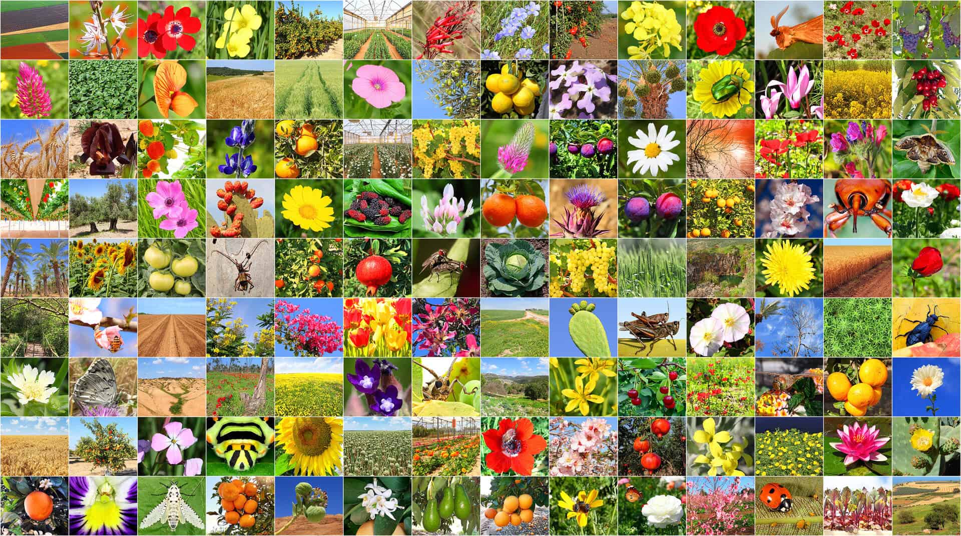 L’influenza umana sulla biodiversità? Può avere anche effetti positivi!