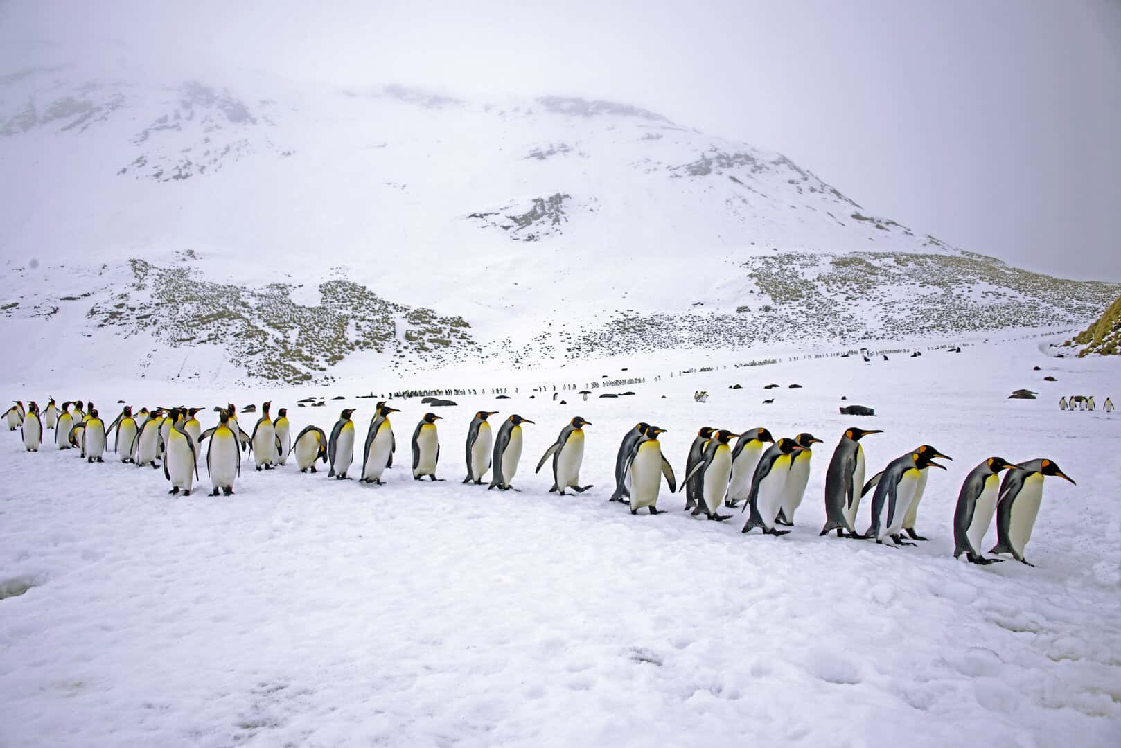 Cambiamenti climatici ma non solo: come le specie modificano i propri habitat