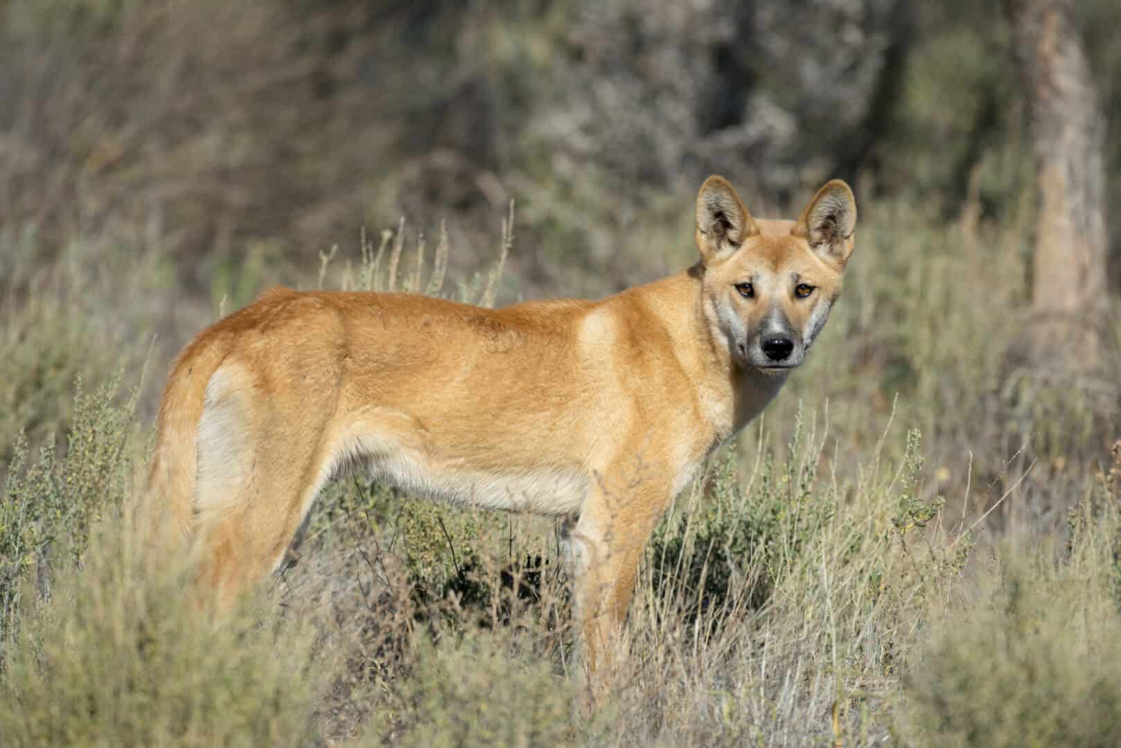 Cosa differenzia veramente i dinghi dai cani? Dall’antico DNA la risposta