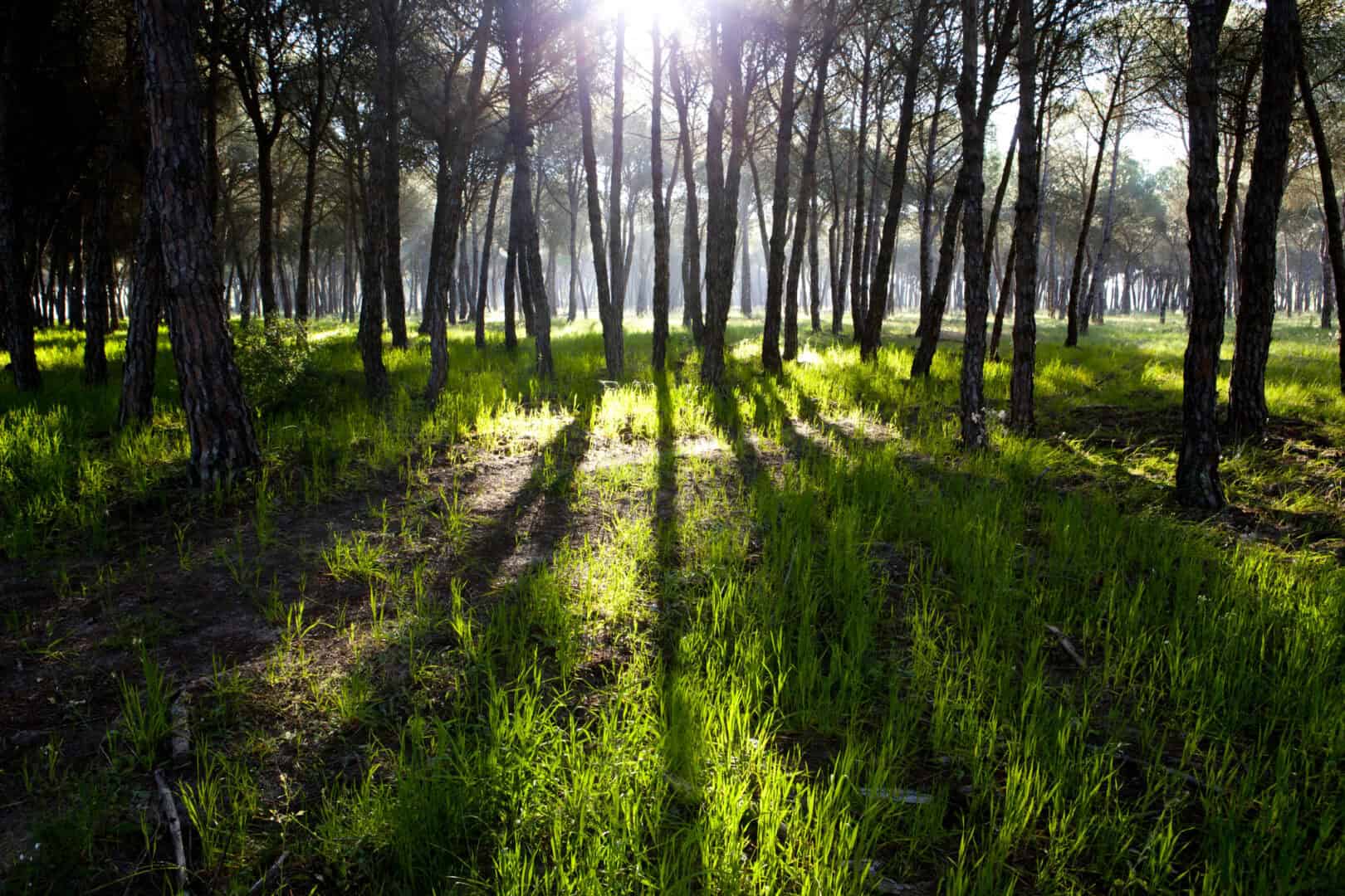 Viaggio attraverso il parco di Doñana. Un santuario naturale inesplorato