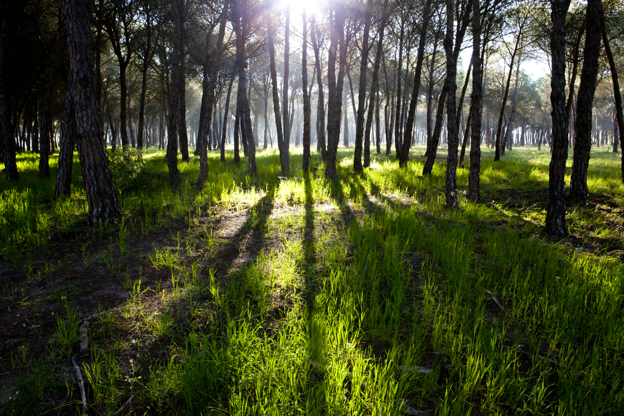 Journey through Doñana Park. An unexplored natural sanctuary thumbnail