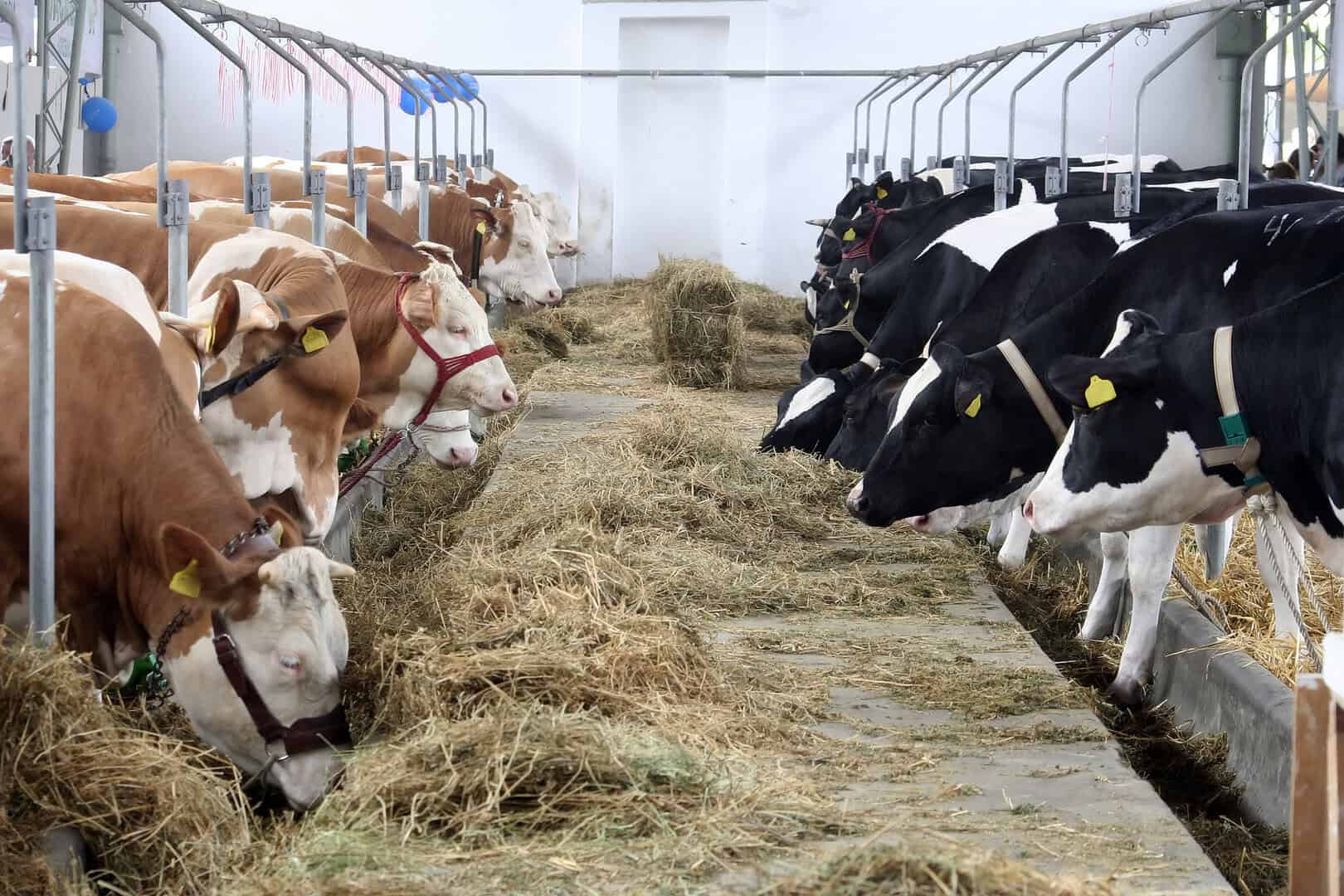 Come il lobbying delle industrie carne e lattiero-casearie europee sta influenzando le politiche sul cambiamento climatico