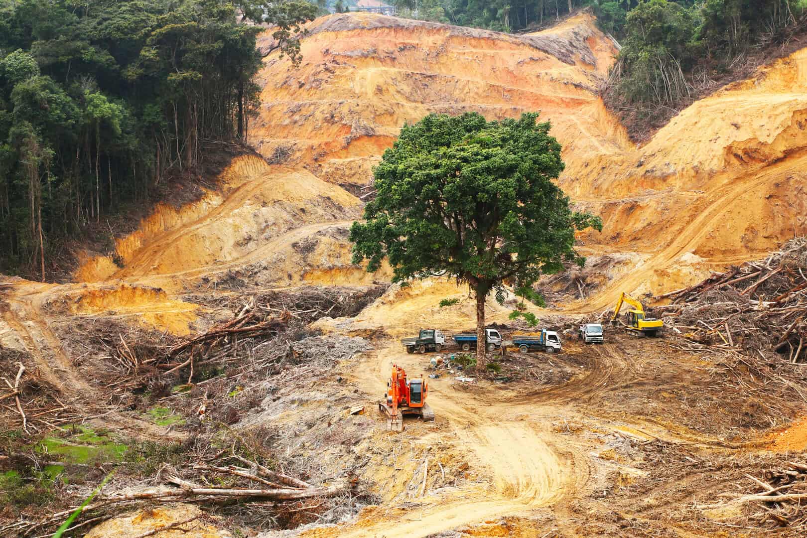 Come fermare la deforestazione può contribuire a contrastare la crisi climatica