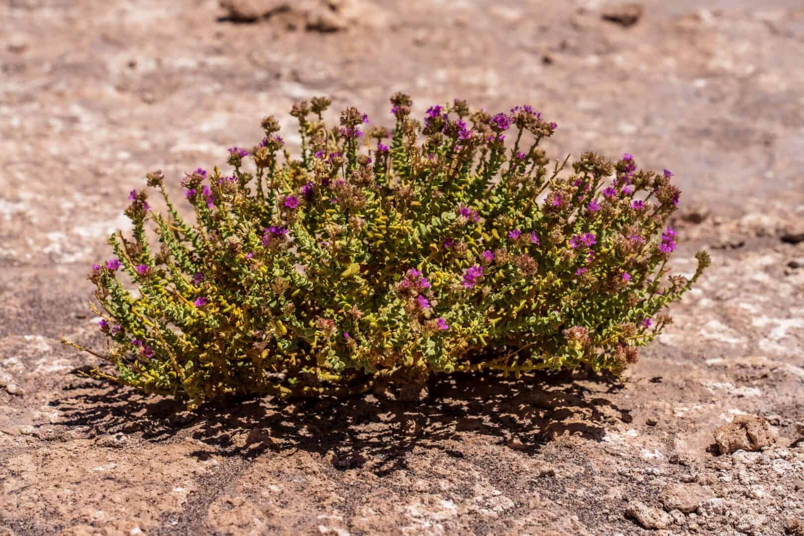 Il deserto più caldo e secco della Terra si colora di viola in una rara fioritura invernale